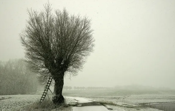 Картинка зима, дорога, снег, пейзаж, дерево