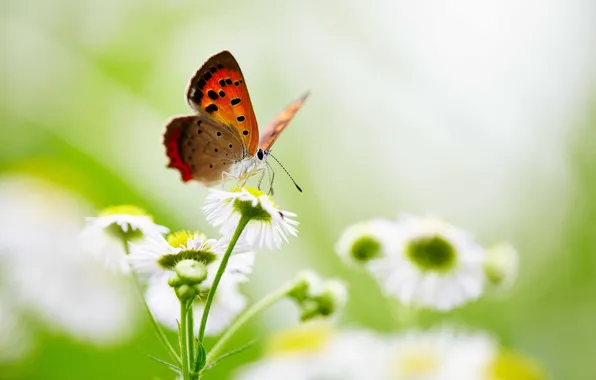Картинка бабочки, цветы, крылья, боке