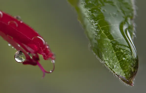 Листья, вода, капли, природа