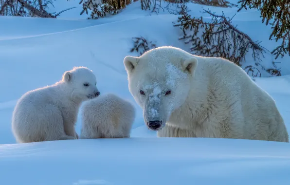Картинка зима, снег, медвежата, медведица, детёныши, Белые медведи, Полярные медведи