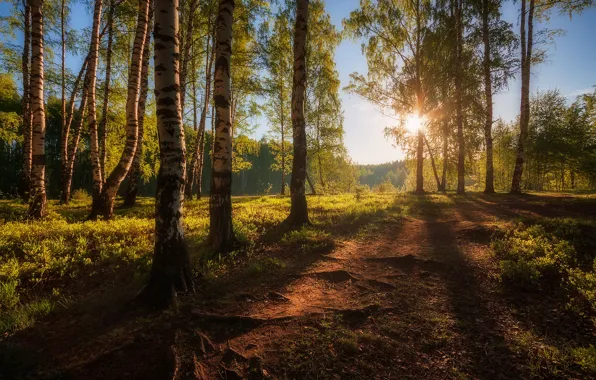 Картинка дорога, зелень, лес, небо, солнце, свет, весна, ствол