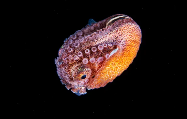 Море, вода, макро, моллюск, глубина, черный фон, подводный мир, под водой