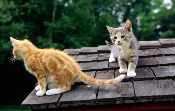 Картинка крыша, морда, кошки, рыжий