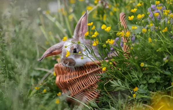 Трава, цветы, корзина, кролик, Ирина Горюкина