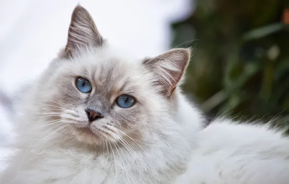 Кошка, пушистая, синие глаза