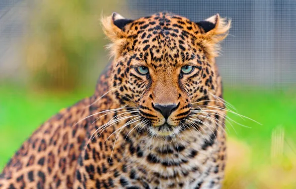 Картинка усы, взгляд, морда, леопард, leopard, красивый, panthera pardus
