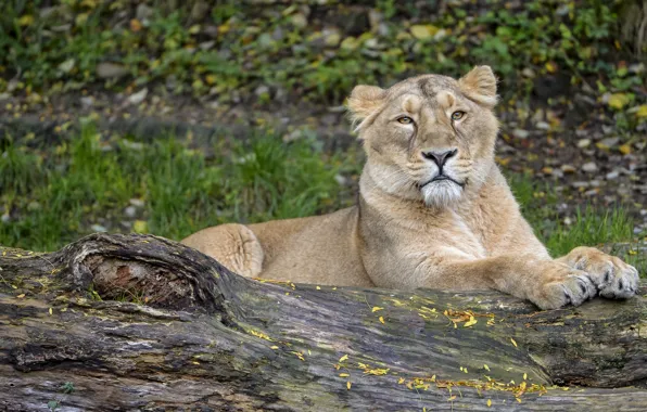 Картинка кошка, бревно, львица, ©Tambako The Jaguar