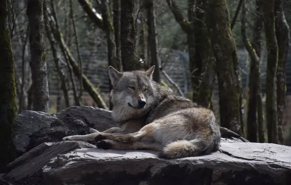 Картинка nature, predator, animal, wolf, wildlife, portrait, portrait., Canis lupus. face