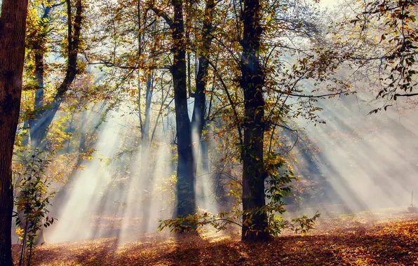 Картинка осень, лес, лучи, свет, деревья, природа, листва