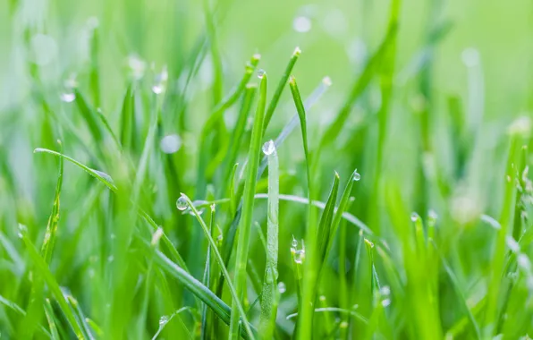 Картинка трава, капли, роса, весна