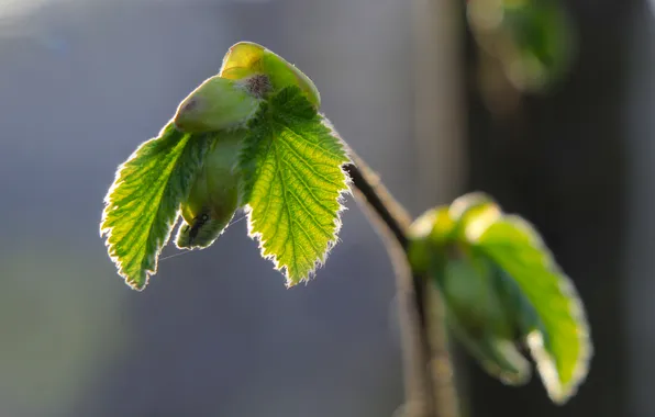 Spring, leaf, twig