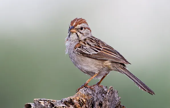 Картинка птица, клюв, хвост, воробей Кассина