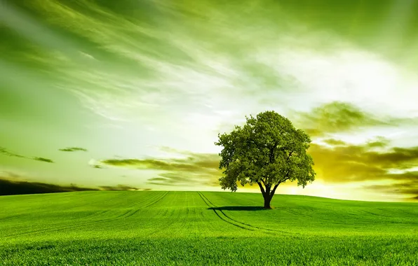 Картинка зелень, поле, природа, дерево, grass, травка, field, nature