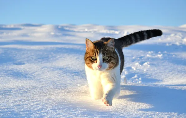 Winter, snow, Cat, kitty cat