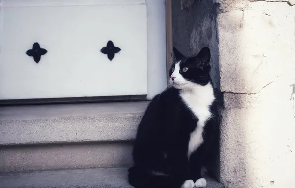 Кошка, кот, взгляд, поза, стена, черно-белый, мордашка, колонна