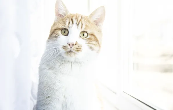 Кот, рыжий, red, макс, cat, ginger, максон максоныч