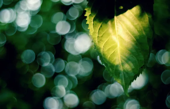 Картинка листья, солнце, макро, лучи, зеленый, фон, widescreen, обои
