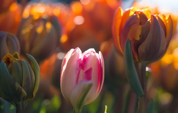 Макро, свет, цветы, весна, Тюльпаны, бутоны, боке