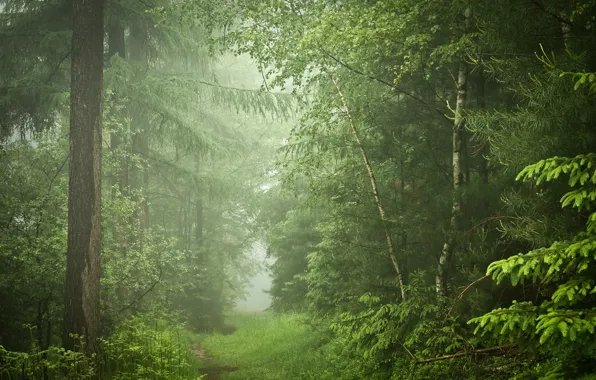 Картинка лес, деревья, Германия, тропинка