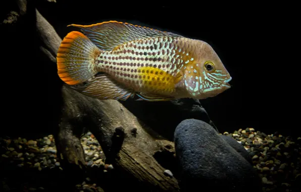 Картинка aquarium, Green Terror Cichlid, white and brown fish in body of water