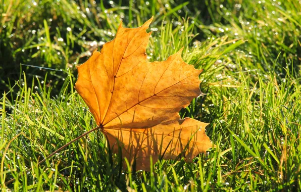 Grass, autumn, leaf