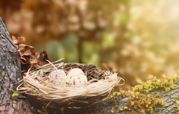 Tree, eggs, nest, moss
