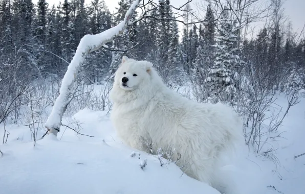 Картинка белый, снег, деревья, фон, собака, Samoyed, Самоед, Самоедская собака