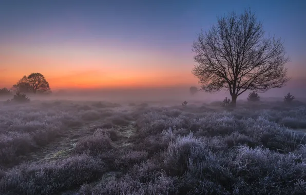 Картинка иней, поле, свет, туман, дерево, рассвет, утро, Нидерланды