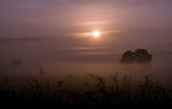 Картинка трава, солнце, деревья, туман