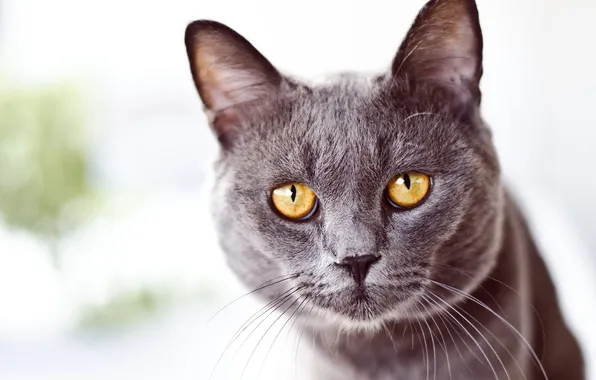 Картинка кошка, глаза, кот, усы, взгляд, морда, серый, желтые