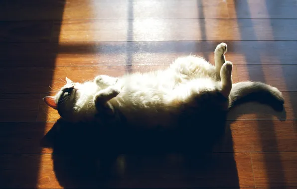 Кошка, белый, кот, тень, шерсть, пушистый, пол, лежит