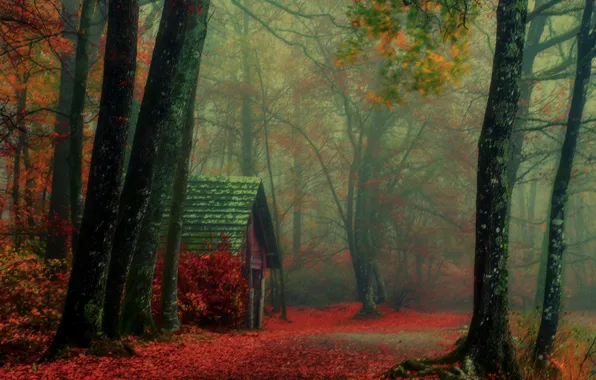 Картинка осень, лес, деревья, туман, путь, ветви, кабина
