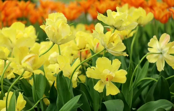 Желтый, весна, лепестки, тюльпаны