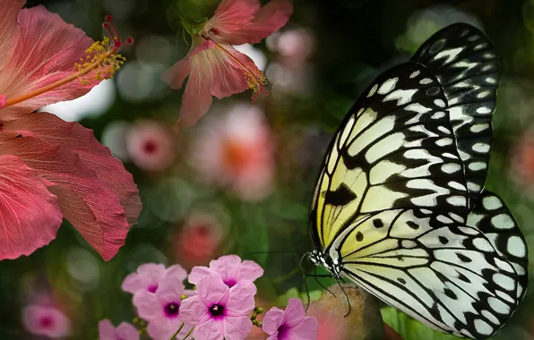 Картинка лето, цветы, бабочка