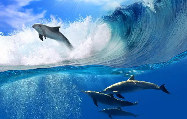 Картинка море, пена, солнце, волна, дельфины