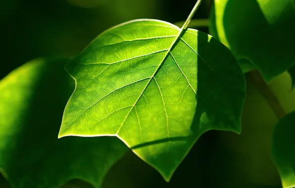 Зелень, лист, растения