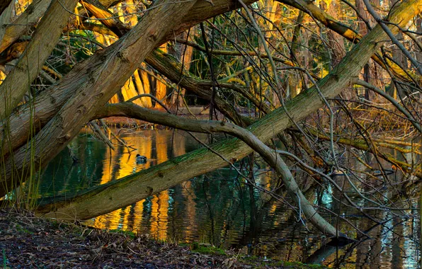 Trees, water, park, lake, twigs