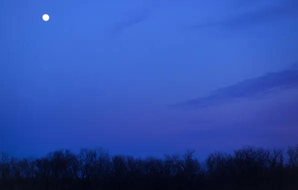 Картинка небо, облака, деревья, ночь, луна, Поле, синее