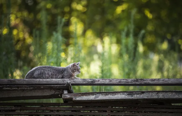 Картинка боке, на заборе, полосатый кот