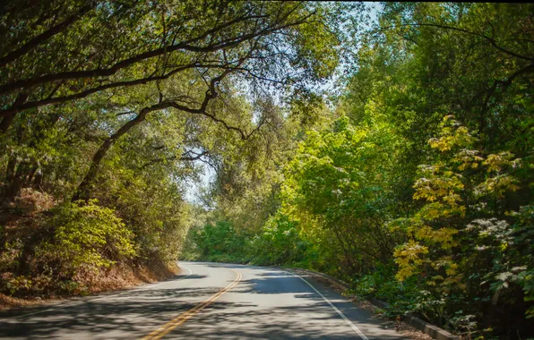 Colors, trees, route, curve