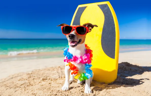 Картинка пляж, собака, юмор, гирлянда, джек-рассел-терьер
