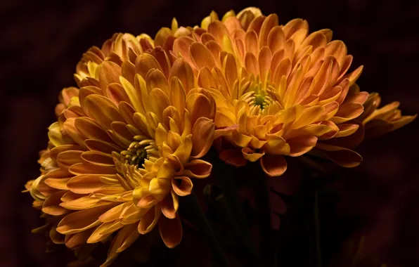 Цветы, природа, фон