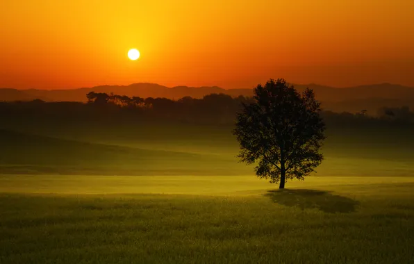 Картинка поле, пейзаж, закат, дерево