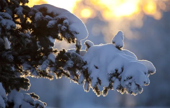 Картинка зима, солнце, лучи, снег, дерево, ветка