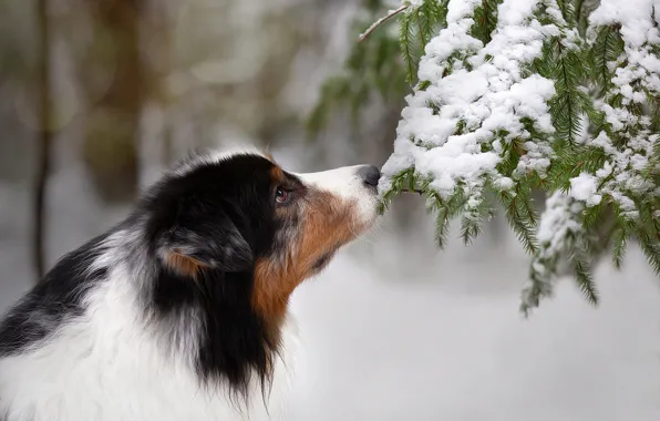 Картинка морда, снег, ветки, собака, Anna Oris