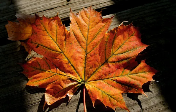 Осень, макро, лист, доски