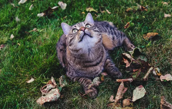 Осень, кошка, трава, кот, взгляд, морда, листья, серый