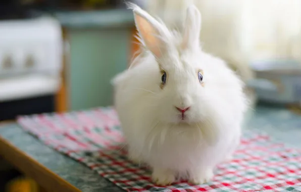 Белый, пушистый, кролик, rabbit, bunny, заец, fluffy