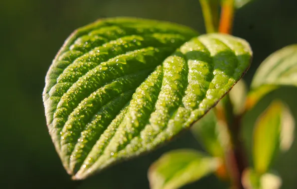 Green, leaf, plant