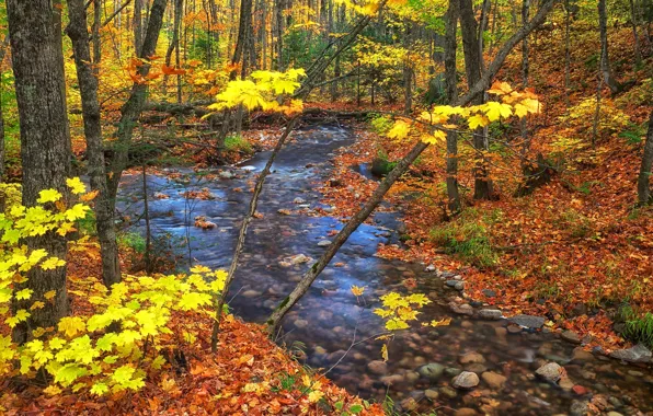Осень, лес, листья, деревья, ручей, Канада, Онтарио